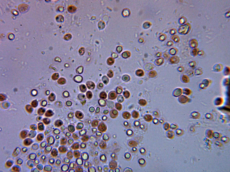 Corticial hydnoide para identificar. (Hyphodontia spathulata)